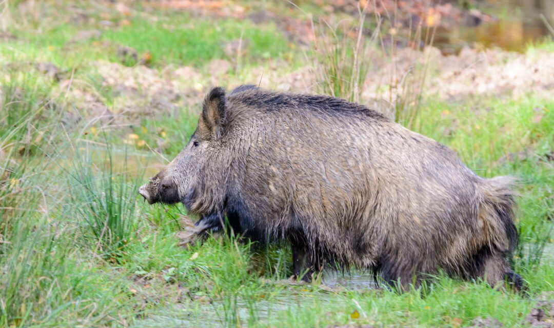 Überblick Schwarzwild-Förderprogramme