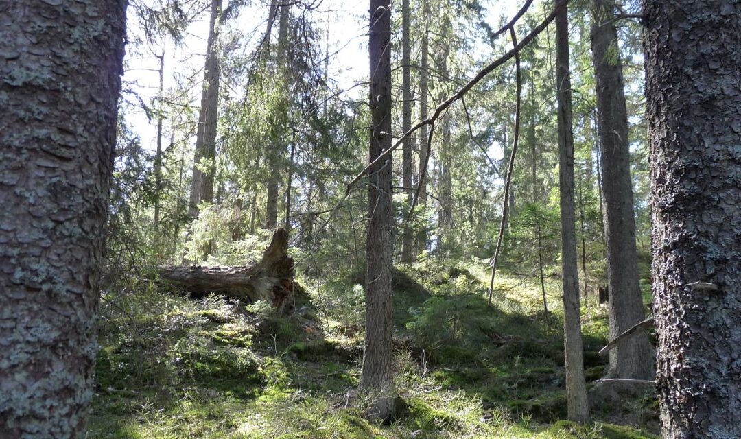 Kritische Stellungnahme zum „Bayerischen Waldbrief“ (1/2025)