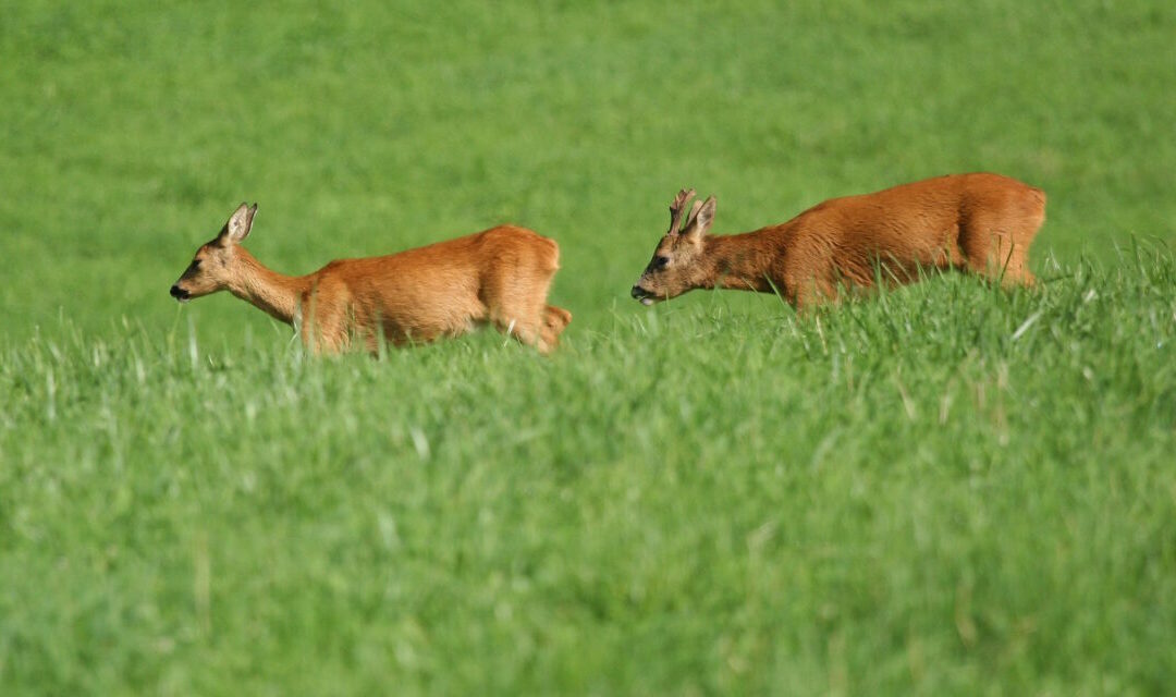 Kritische Stellungnahme zur aktuellen Abschussplanung und den geplanten Änderungen im Bayerischen Jagdgesetz