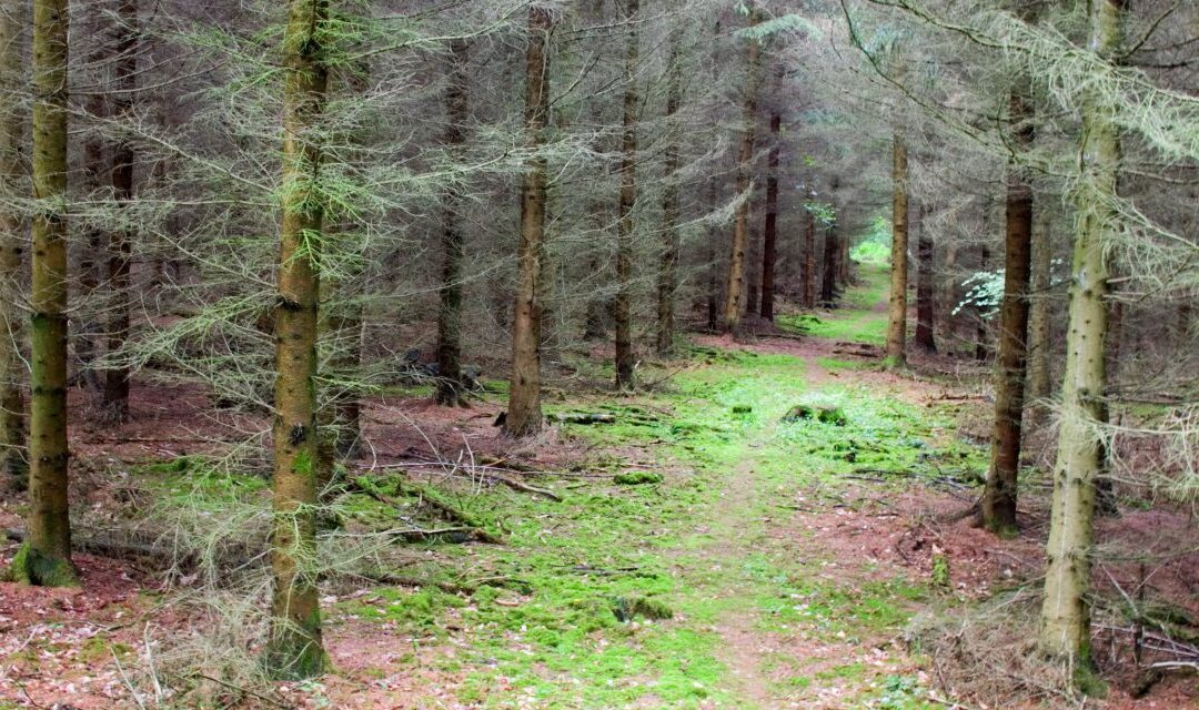 Leitlinien zur nachhaltigen Verbesserung der waldbaulichen Situation und der Waldverjüngung